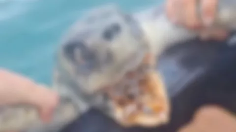 Descubren criatura que desafía la biología en las profundidades de Noruega