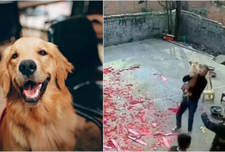 Video_ ¡Ha vuelto! perrito regresa a casa después de darlo por perdido