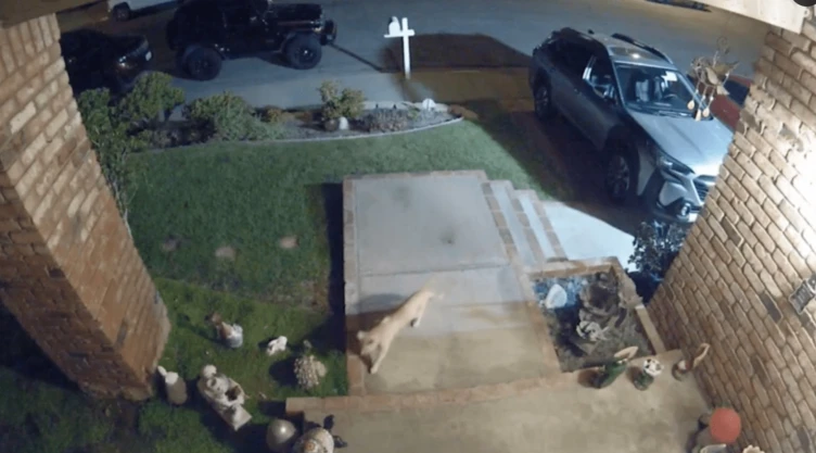 Un pequeño puma apareció en una casa en California