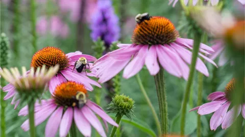 Plantas polinizadoras