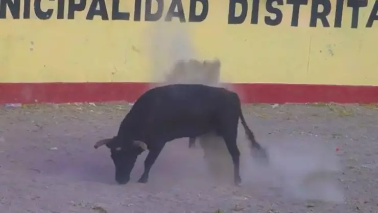 Toro cornea a joven en un ojo
