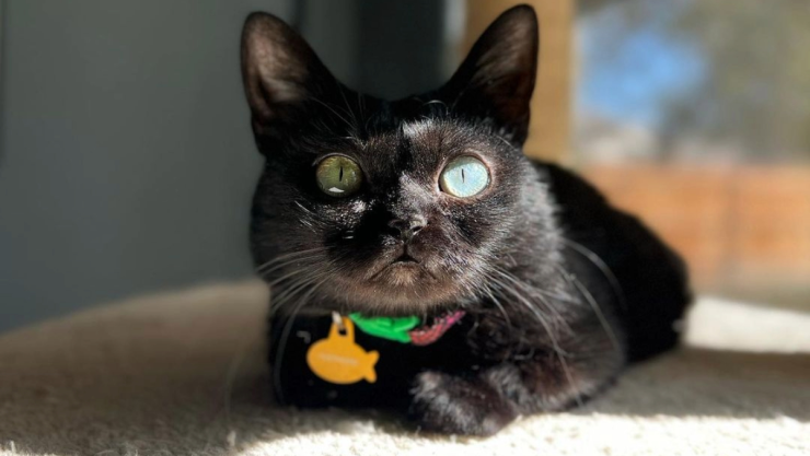 Toothles, la gatita con enanismo que es sensación