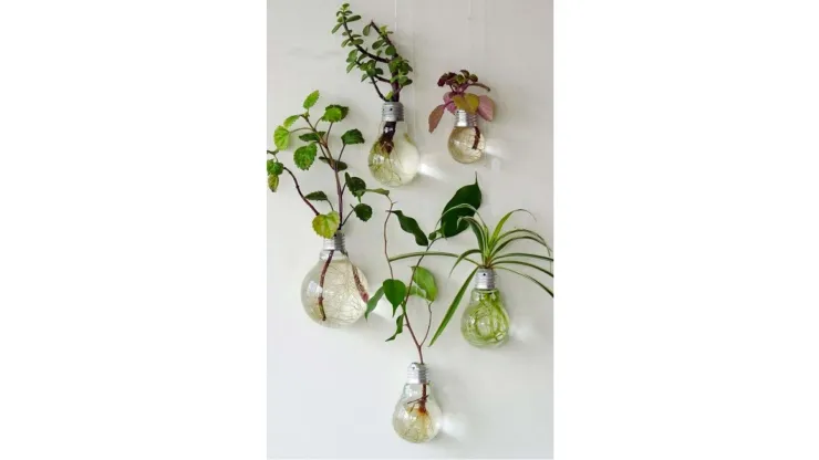 plantas