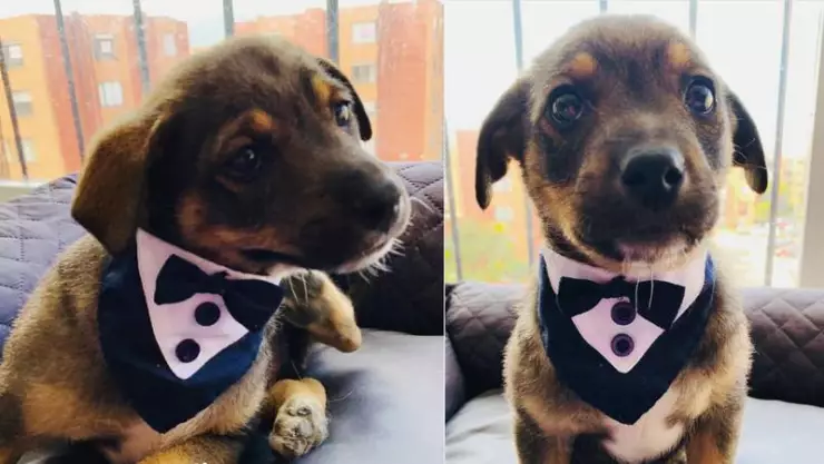 Perrito iba a ser adoptado y lo dejaron plantado