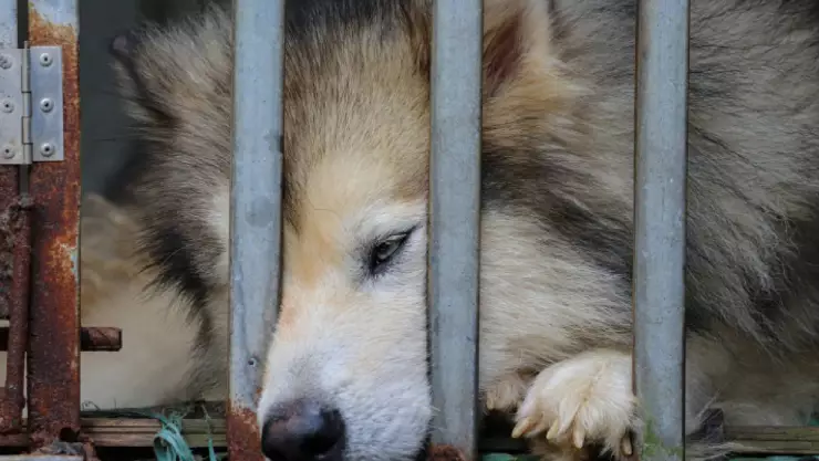 Maltrato animal en Yucatán_ Número para hacer denuncia, monto de la multa y que dice la ley sobre penas de cárcel