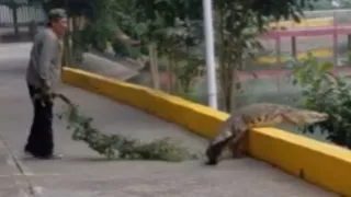 ¡El que tenga miedo a morir que no nazca! CON UNA RAMA, hombre ahuyenta a cocodrilo (VIDEO SORPRENDENTE).jpg