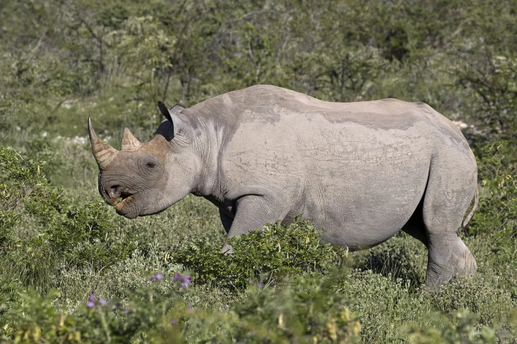 ¡Buenas noticias! Estos animales ya no están en peligro de extinción