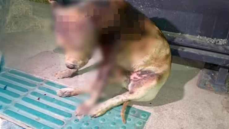 ¡Desgarrador! La perrita Hope fue golpeada y quemada viva en SLP