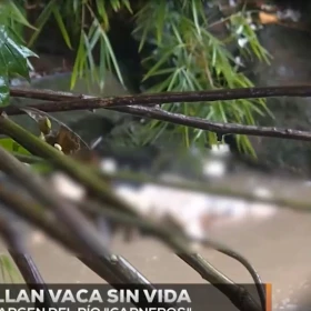 Vaca en río.jpg