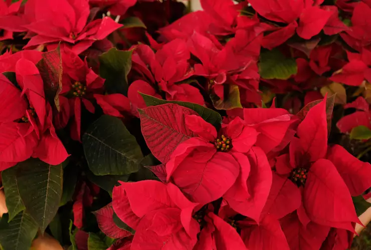 ¿La Flor de Nochebuena es venenosa? Te lo contamos