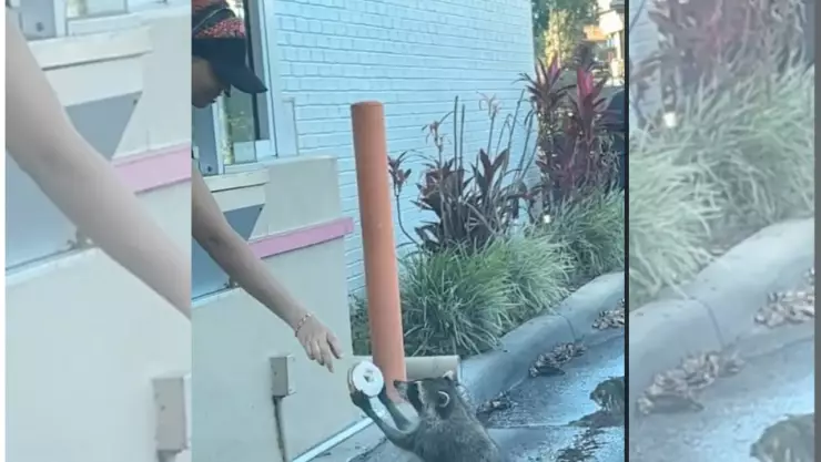 Mapache hace fila para que le regalen una dona y se viraliza por poner el ejemplo