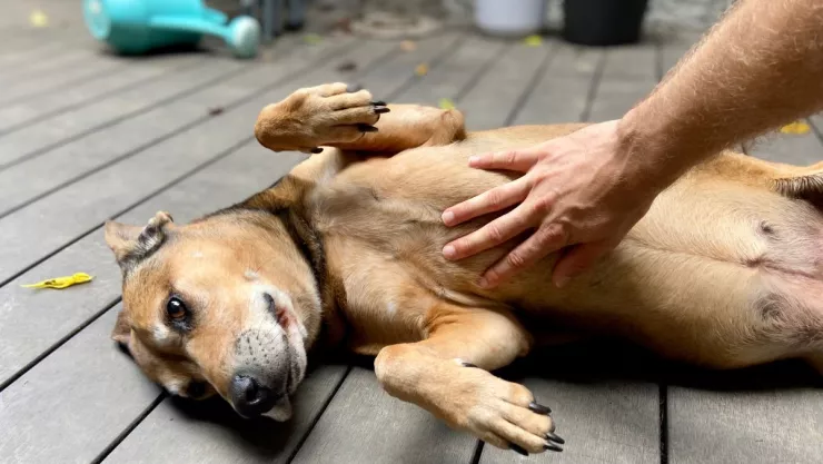 Esto significa que tu perro te muestre la panza, según los expertos