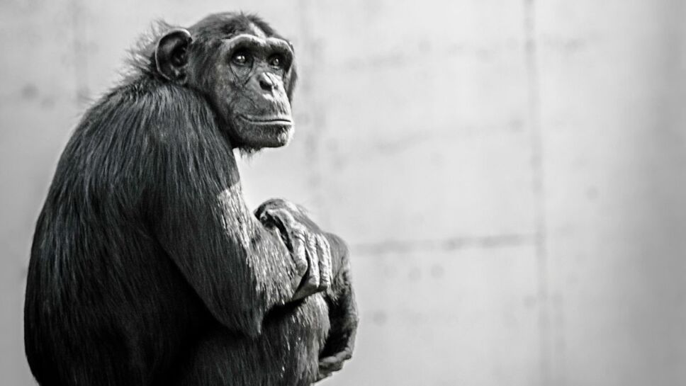 Lepra, chimpancés b.jpg