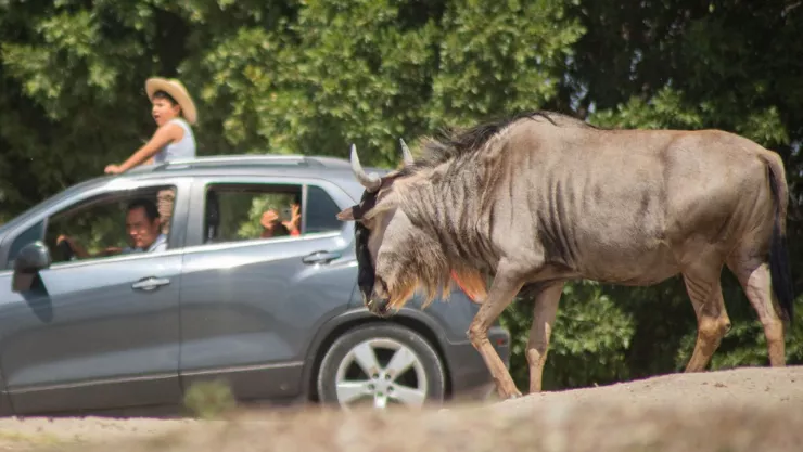 ¿Cuántos has visitado? Conoce los estados con los mejores zoológicos de México