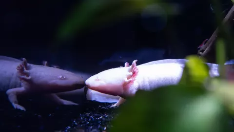 Ajolote mexicano en el festival Burning Man 2023