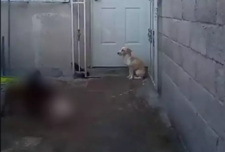 VIDEO_ Hombre recoge perros de la calle para dárselos de comer a los suyos.