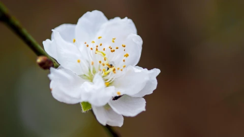 Flor blanca de Tepoztlán