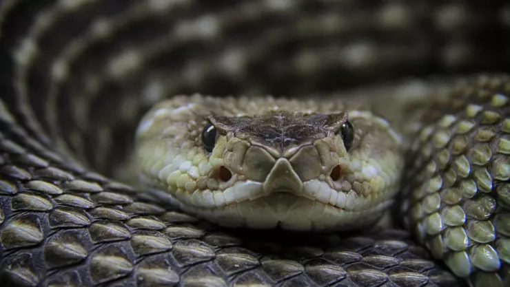 Hombre es trasladado a CDMX por mordedura de víbora de cascabel