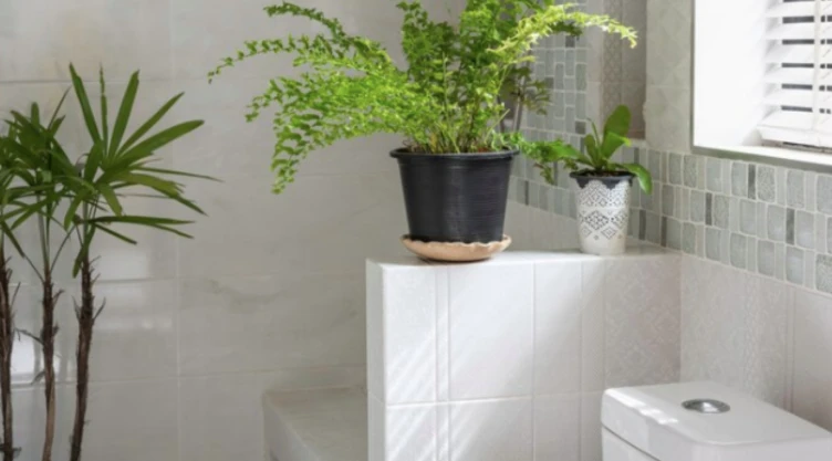 5 plantas que crecen bien en los baños y ayudan a evitar la humedad EN MINUTOS