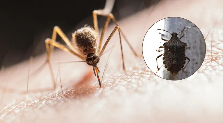 ¿Cuáles son las diferencias entre la picadura de mosquitos y chinches?