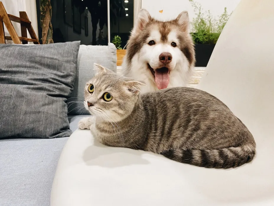 perros-gatos Boeringer.jpg