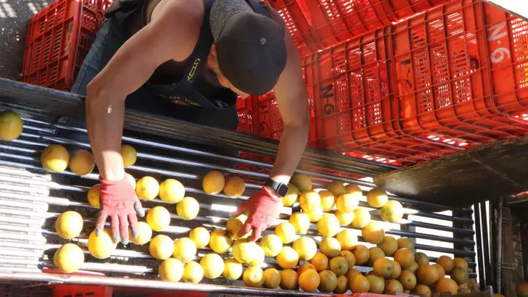 Precios de frutas y verduras en la Central de Abasto durante febrero de 2025