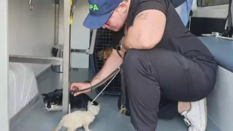 PORTADA adopción en Mérida.jpg