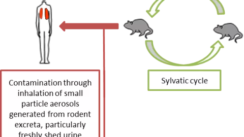 Hantavirus que es enfermedad
