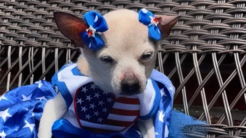 Pebbles, la perrita mas vieja del mundo