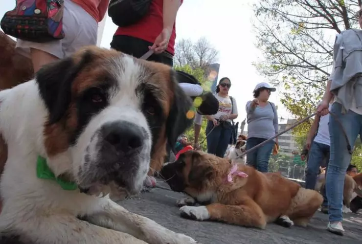 Puebla sancionará hasta con 8 años de cárcel por maltrato animal