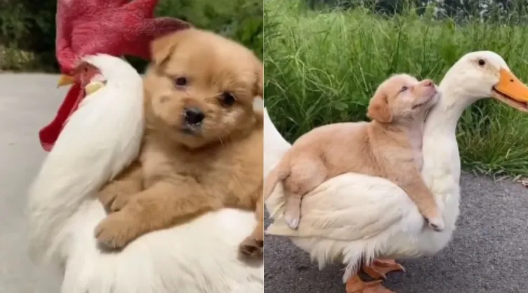 Perrito triunfa en TikTok tras paseo sobre un gallo. (VIDEO)