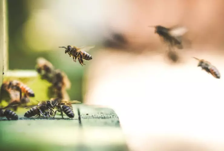 Camión cae en enjambre de abejas africanas y hay 4 muertos
