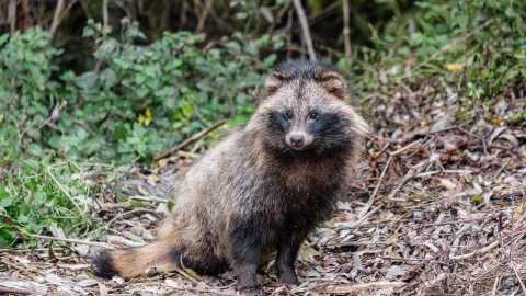 Así luce el perro mapache, nuevo sospechoso de haber iniciado con la pandemia de coronavirus en Wuhan, China