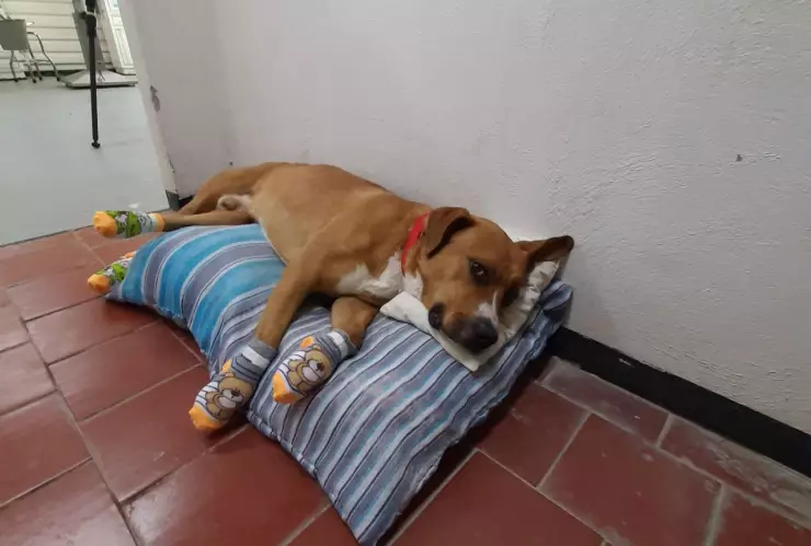 teco perrito rescatado metro cdmx