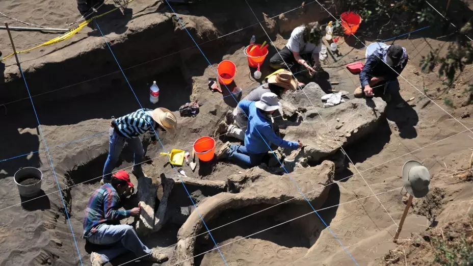 Nuevo diplomado en Paleantología