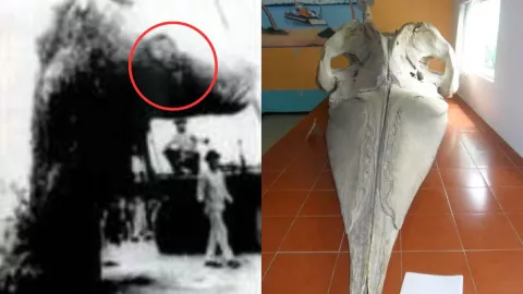 Monstruo de Tecolutla