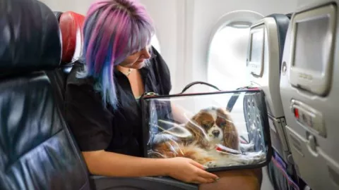 Perrito viajando en avión