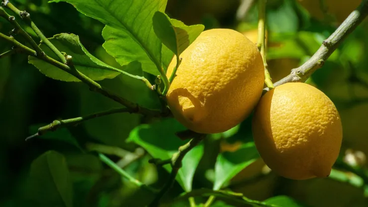Insecticida natural para eliminar la araña roja del limonero