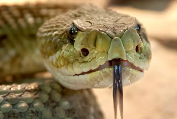 SERPIENTE EN LA INDIA