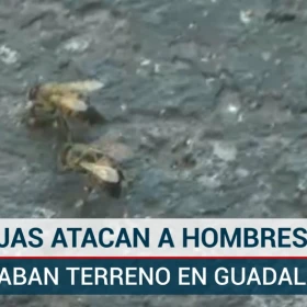 abejas ataque Guadalajara.jpg
