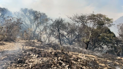 Este incendio dejó unas 64 hectáreas dañadas, muchas de ellas en el Área Natural Protegida Bosque de la Primavera.