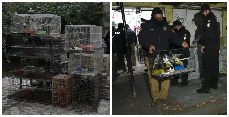 Caen venezolanos por narcomenudeo y tráfico de aves exótica en CDMX