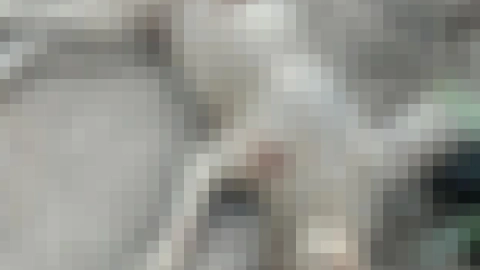 En Champotón, Campeche reportan presunto caso de maltrato animal