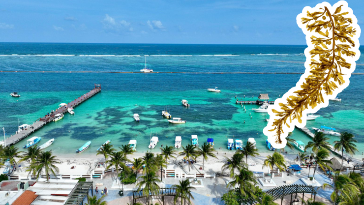 Ante arribo de sargazo a Quintana Roo realizan estudio para su atención y efectos.jpg