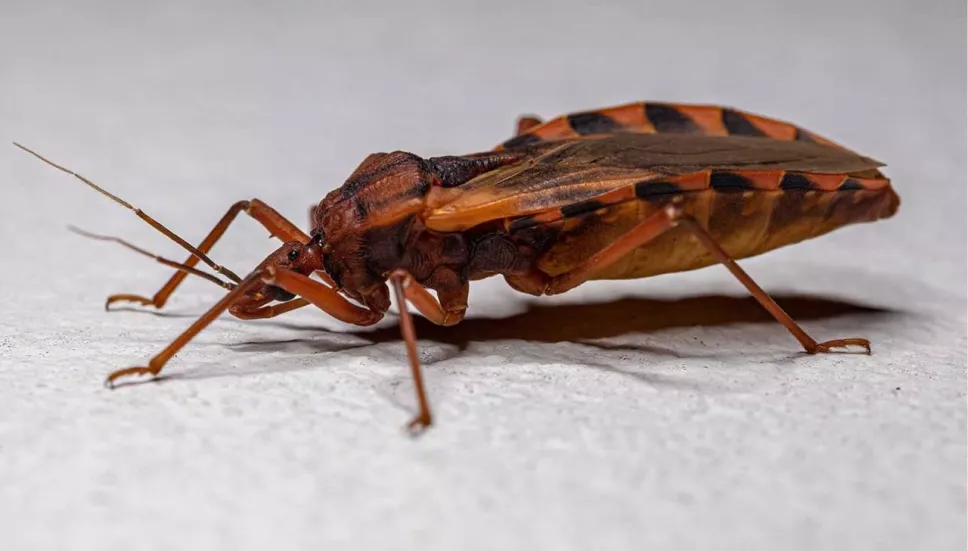 Síntomas de la enfermedad de Chagas