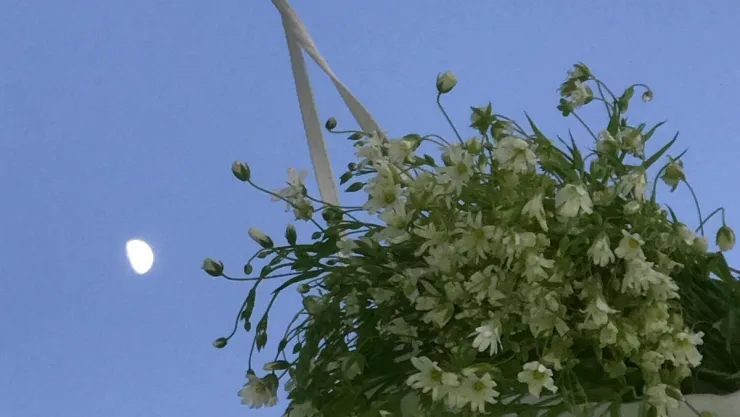 que-es-luna-de-flores-cuando-llega-como-afecta-signos.jpg