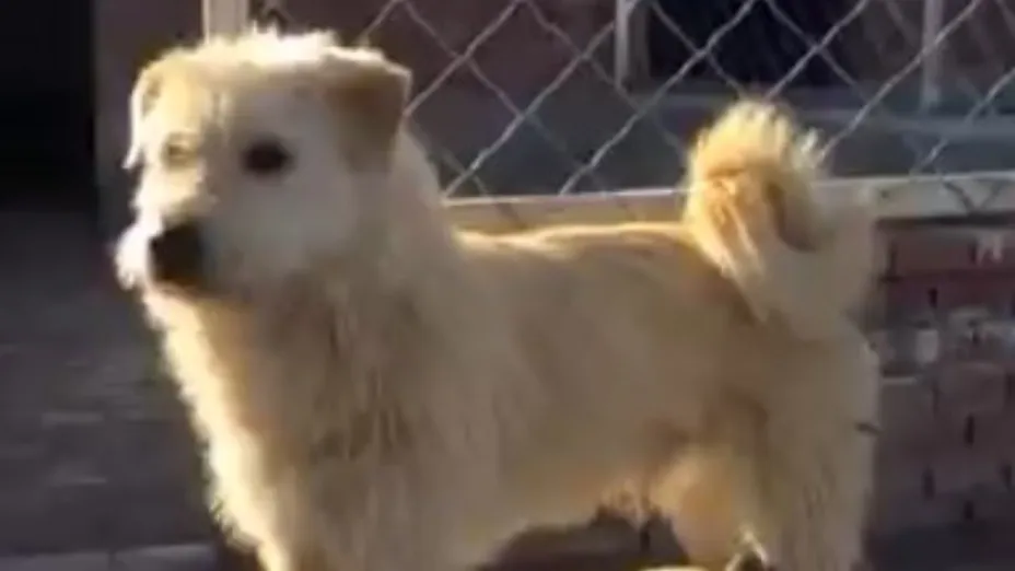 Perro Internet Random El perro con más aura se vuelve viral y cautiva internet ¿De qué se trata?