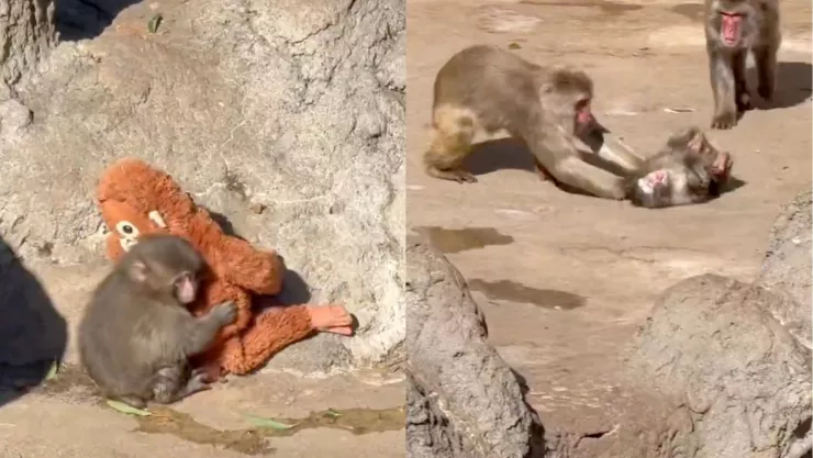 VIDEO: ¡Indignante! Monito Punch recibe una golpiza cuando parecía que ya tenía amigos