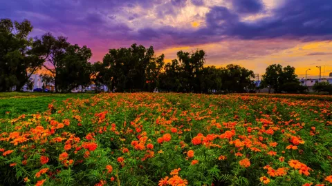 Día de Muertos 2024 ¿Dónde hay campos de cempasúchil en Aguascalientes para visitar el 2 de noviembre