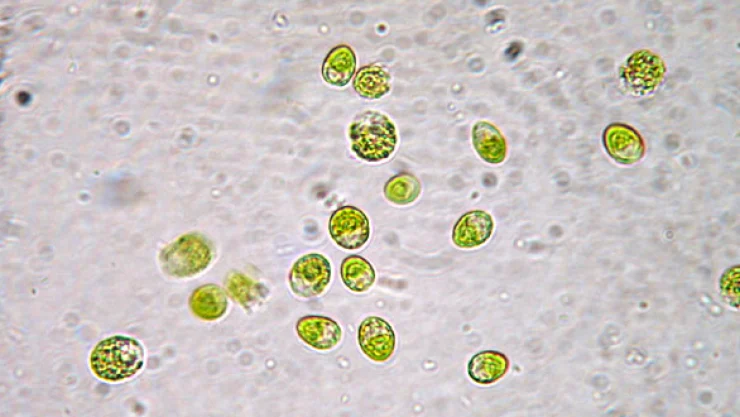 microalgas